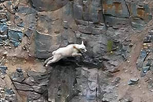 Rocky Mountain Goats at Goat Lick